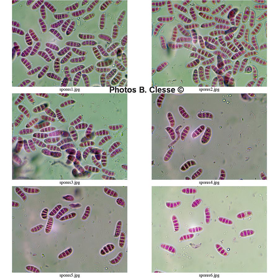 Dacrymyces stillatus