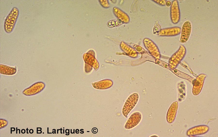 Dacrymyces variisporus