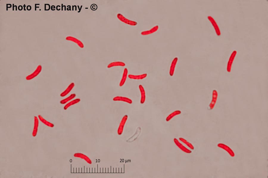 Daedaleopsis confragosa