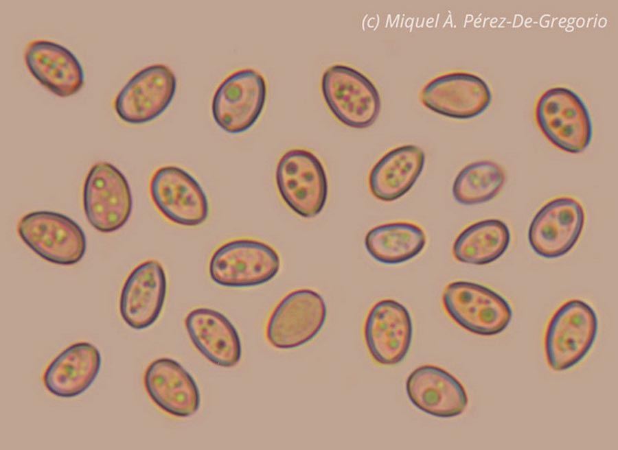 Melanotus horizontalis (Deconica horizontalis)