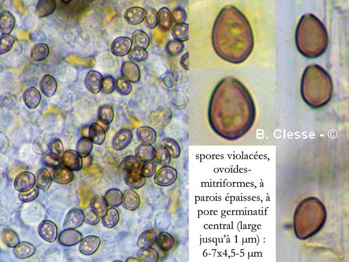 Psilocybe xeroderma (Deconica xeroderma)