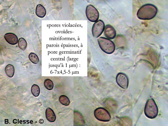 Psilocybe xeroderma (Deconica xeroderma)