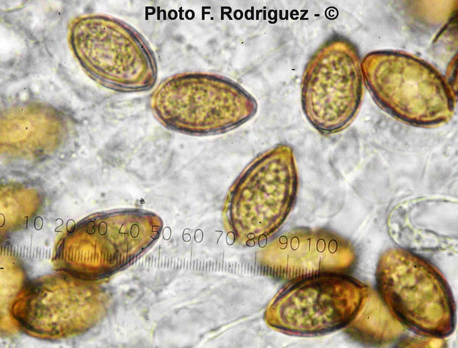 Descomyces albus (Descolea alba)