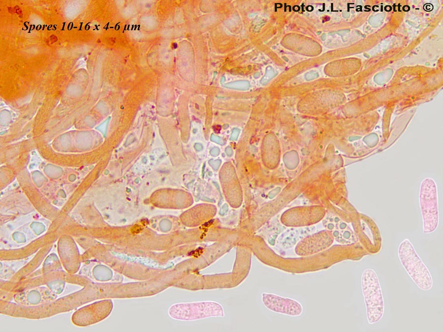 Dichomitus campestris