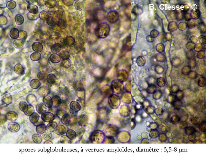 Dichostereum effuscatum