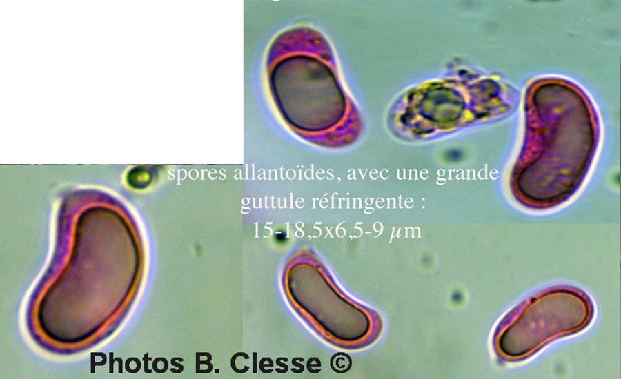 Eichleriella deglubens (Heteroradulum deglubens)