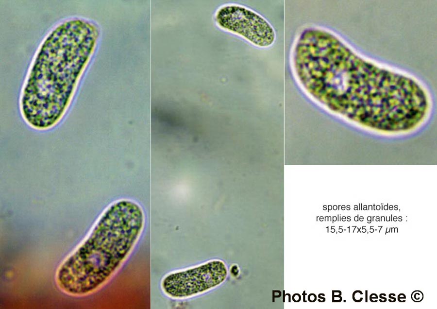 Eichleriella deglubens (Heteroradulum deglubens)