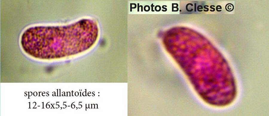 Eichleriella deglubens (Heteroradulum deglubens)