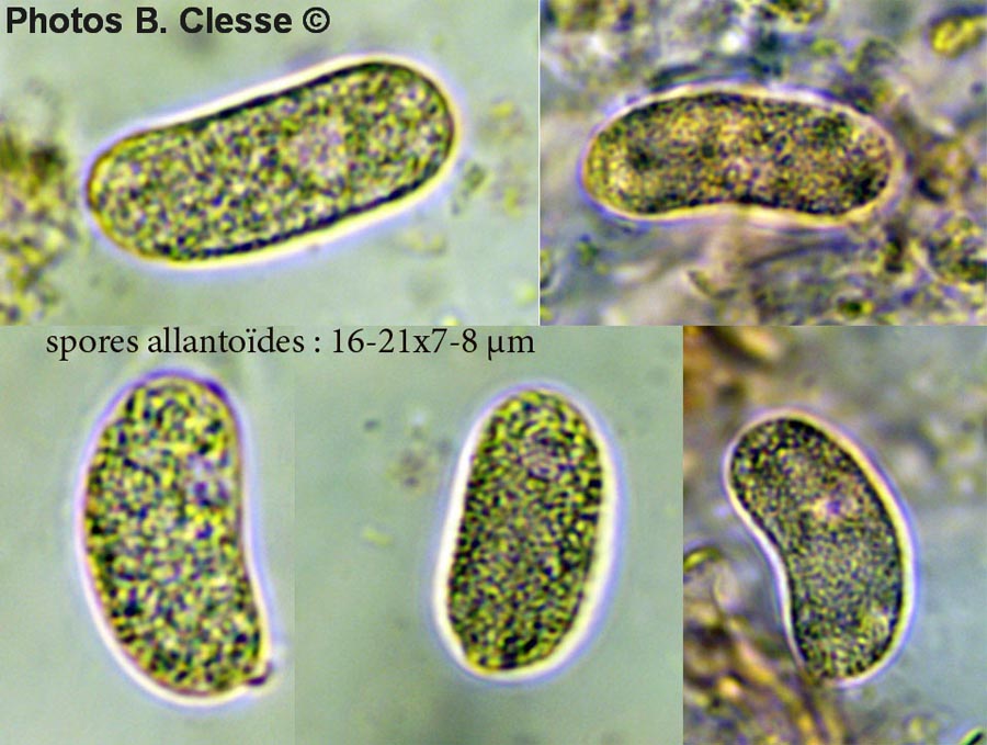 Eichleriella deglubens (Heteroradulum deglubens)