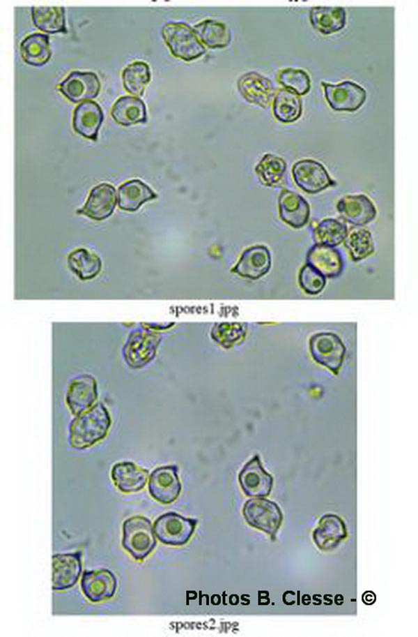 Entoloma argenteostriatum