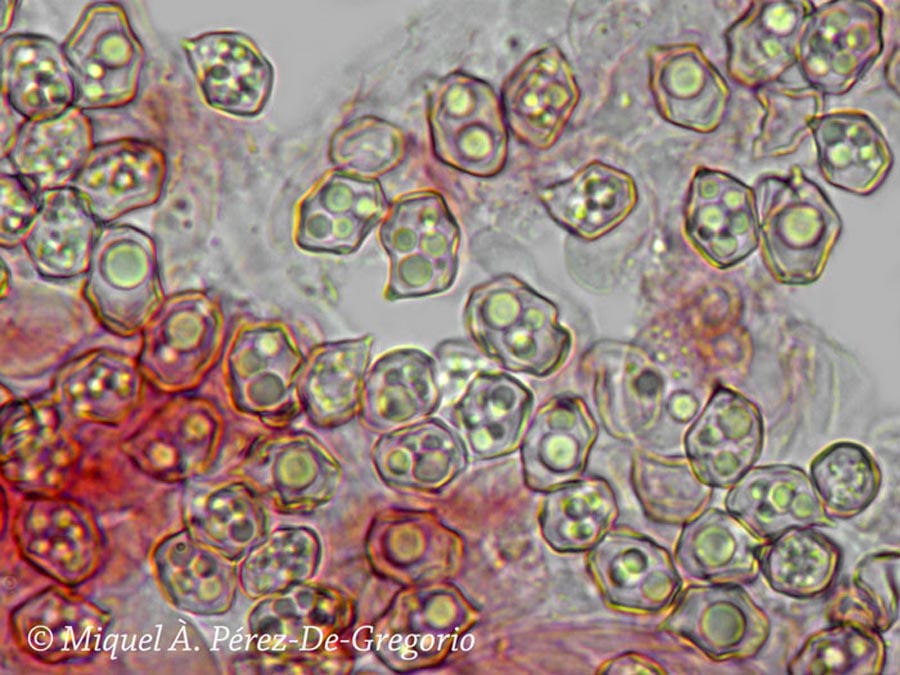 Entoloma byssisedum var. microsporum