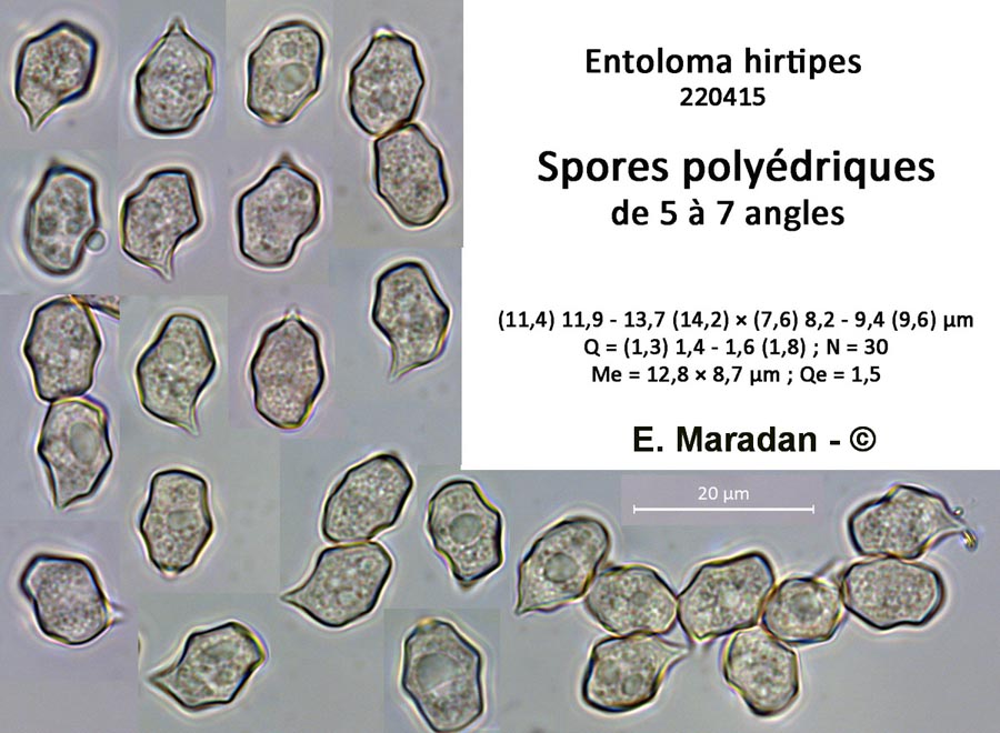 Entoloma hirtipes