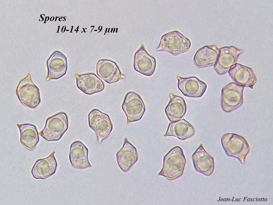 Entoloma hirtipes