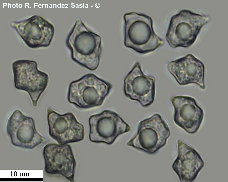 Entoloma icterinum