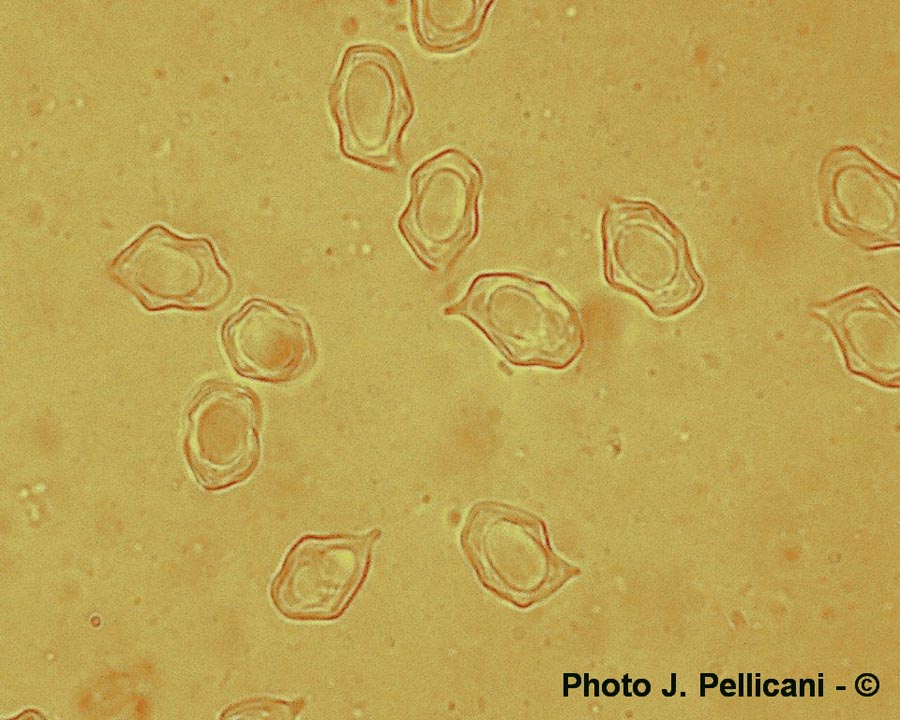 Entoloma incanum (J. Pellicani)