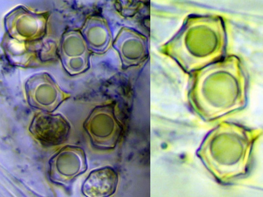 Entoloma rhodopolium f. nidorosum