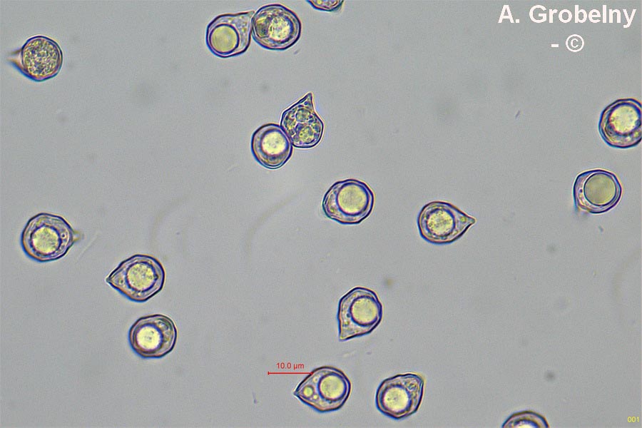 Entoloma saundersii