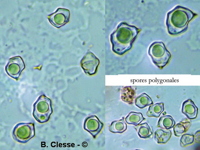 Entoloma serrulatum