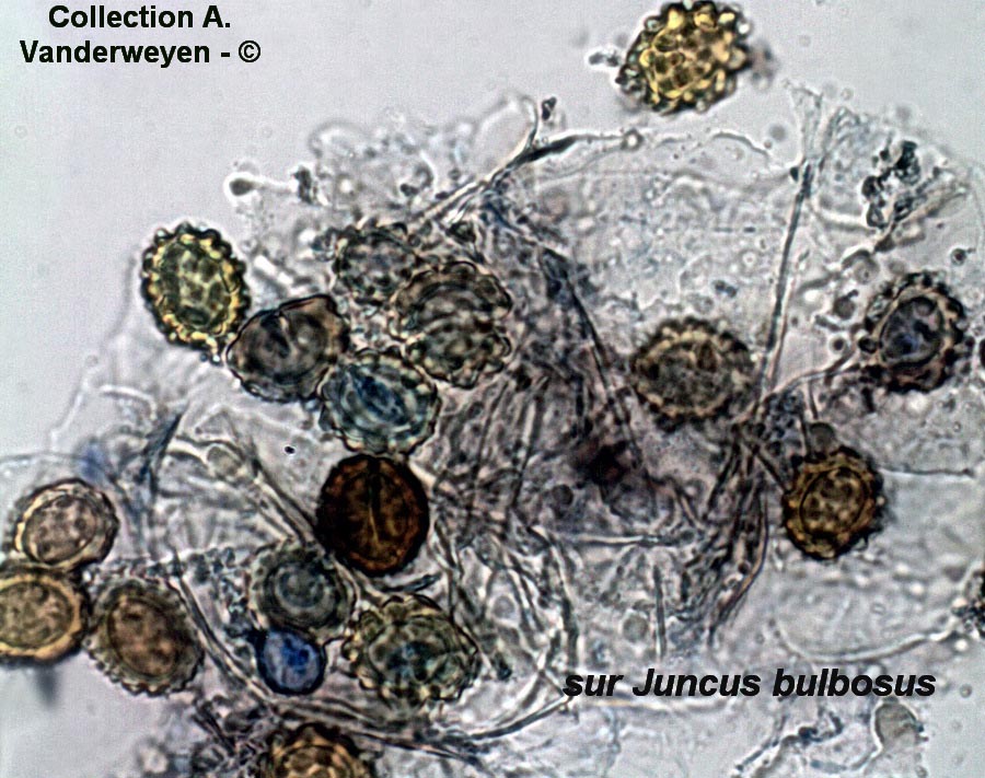 Entorrhiza casparyana