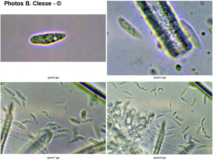 Flagelloscypha niveola