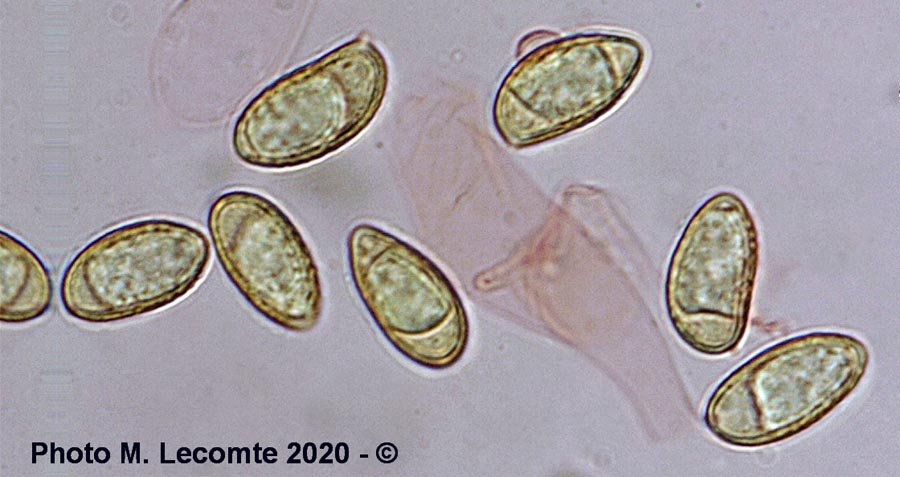 Galerina clavata