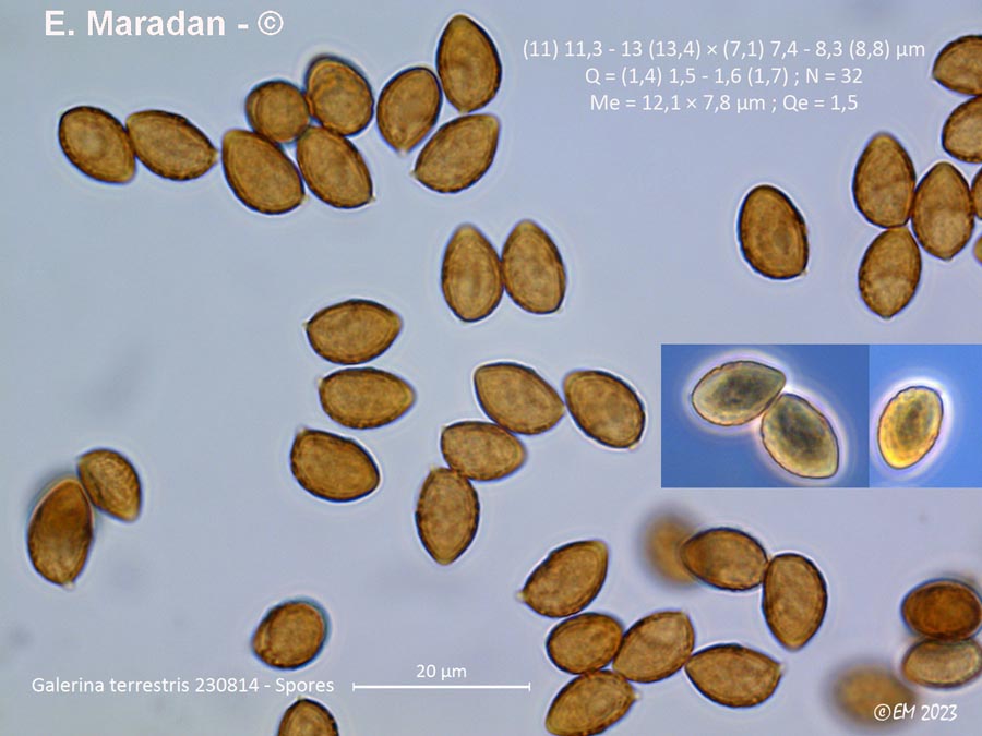 Galerina terrestris