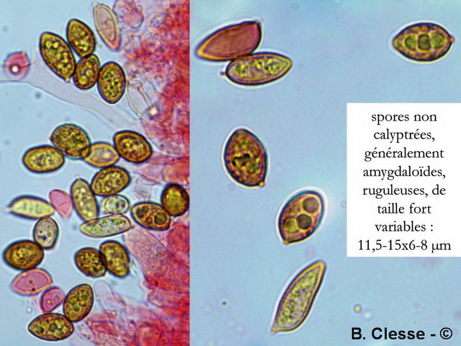 Galerina vittiformis f. bispora