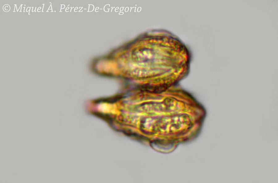 Gautieria morchelliformis