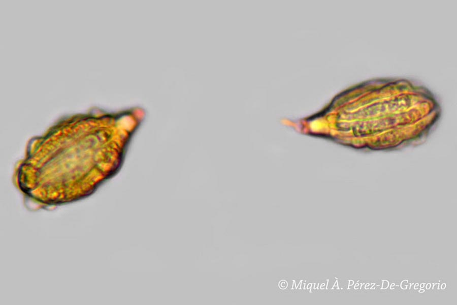 Gautieria morchelliformis