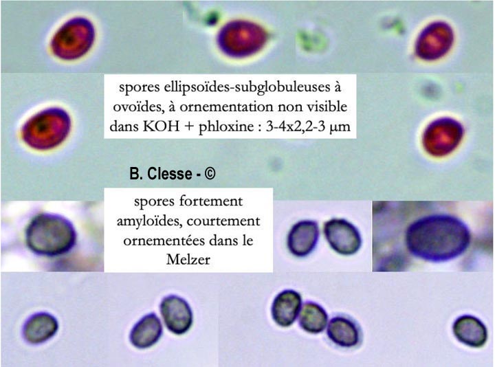 Gloeocystidiellum clavuligerum