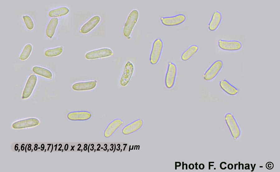 Gloeophyllum sepiarium