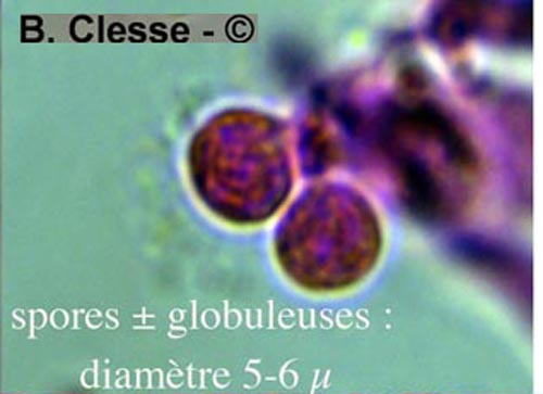 Gloiothele citrina (Vesiculomyces citrinus)