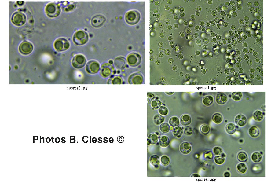 Gloiothele citrina (Vesiculomyces citrinus)