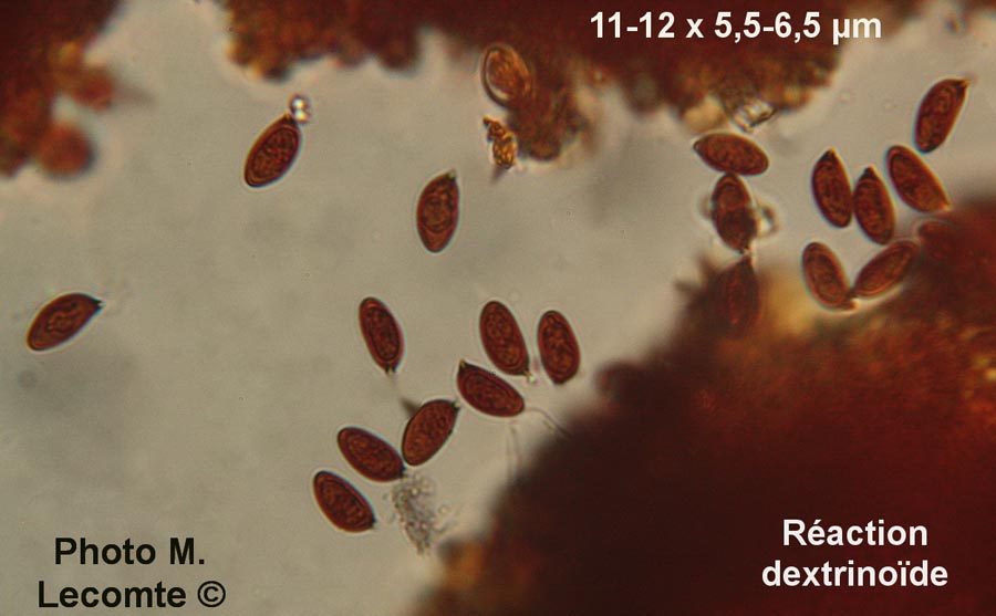 Hebeloma fusisporum