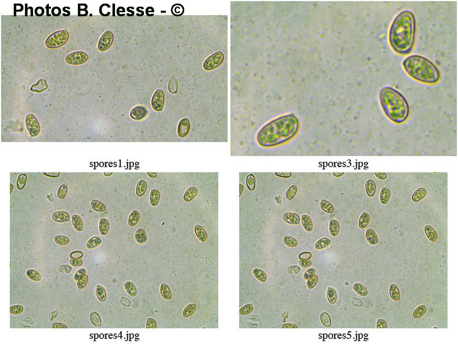 Hebeloma mesophaeum