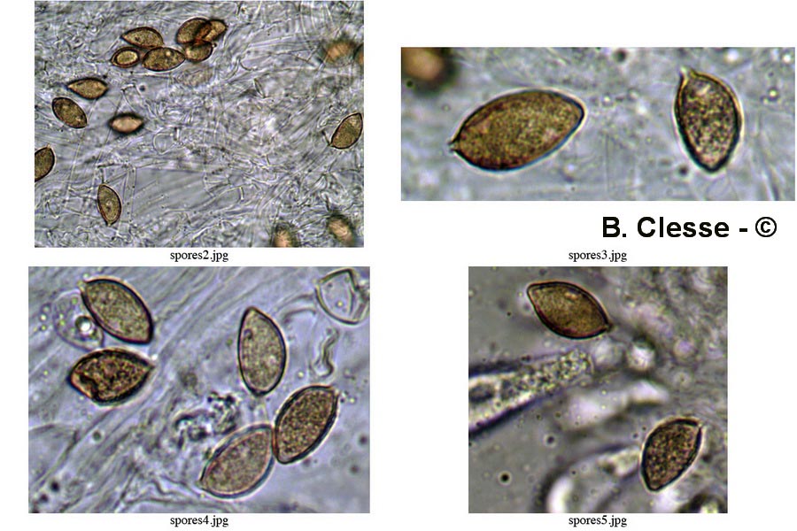 Hebeloma nauseosum