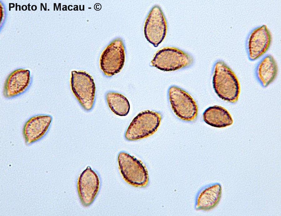 Hebeloma porphyrosporum