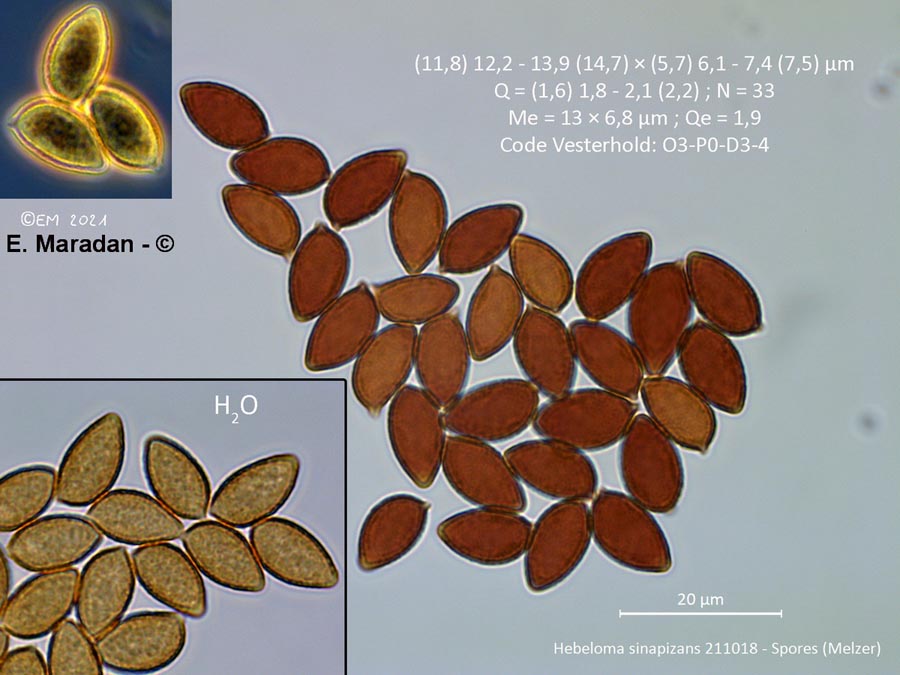 Hebeloma sinapizans