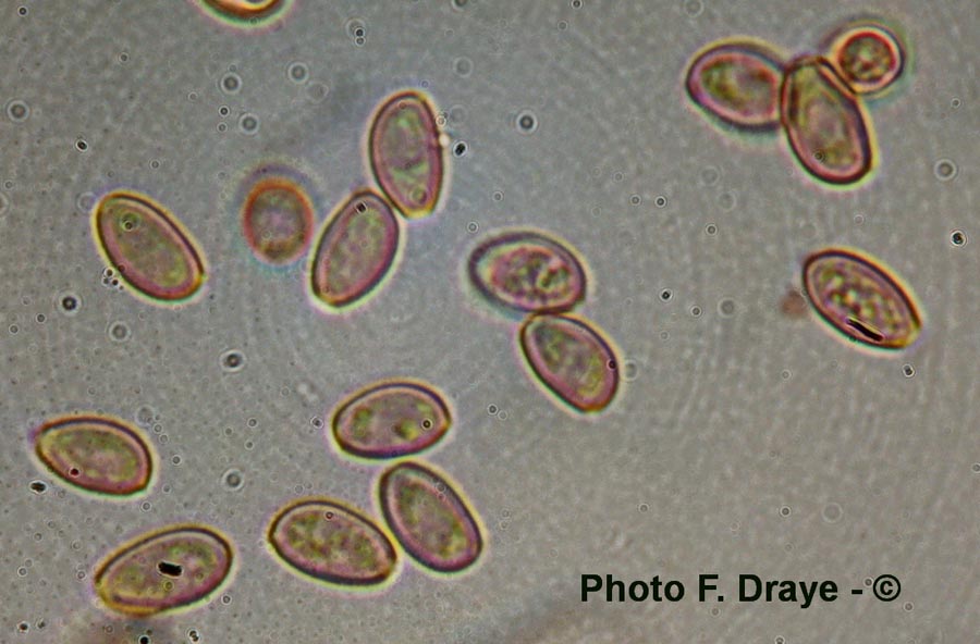 Hebeloma sinapizans