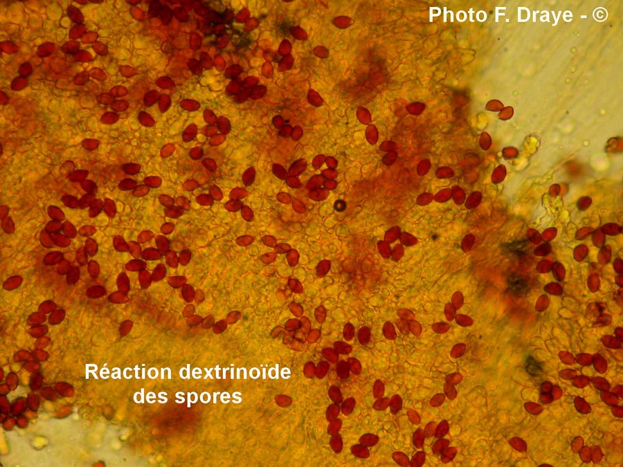 Hebeloma sinapizans