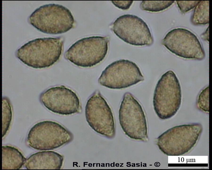 Hebeloma sinapizans