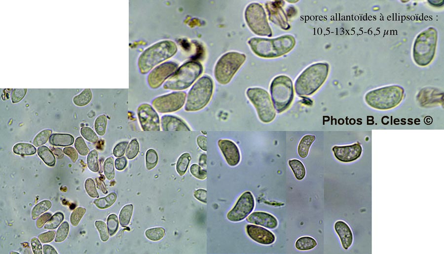 Helicobasidium brebissonii