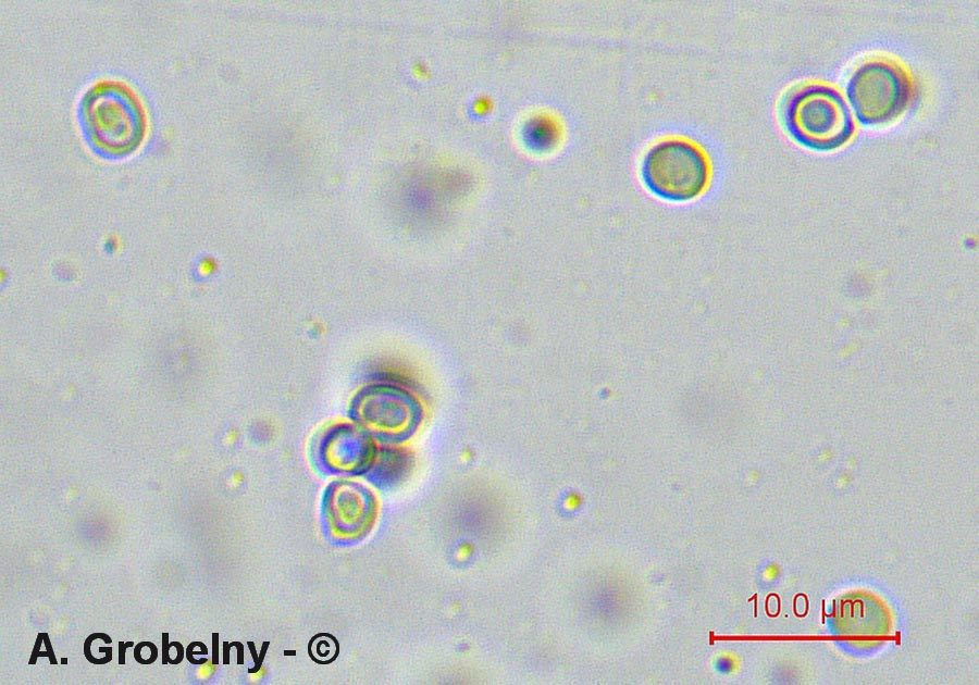 Hericium cirrhatum (Creolophus cirrhatus)