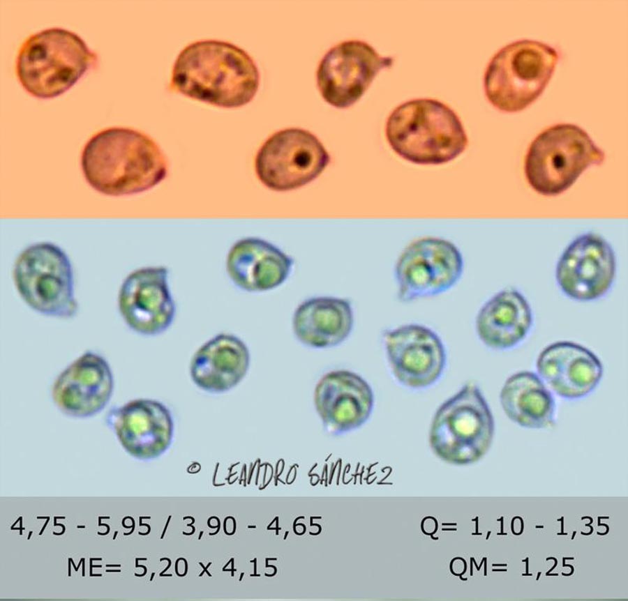 Heterobasidion annosum