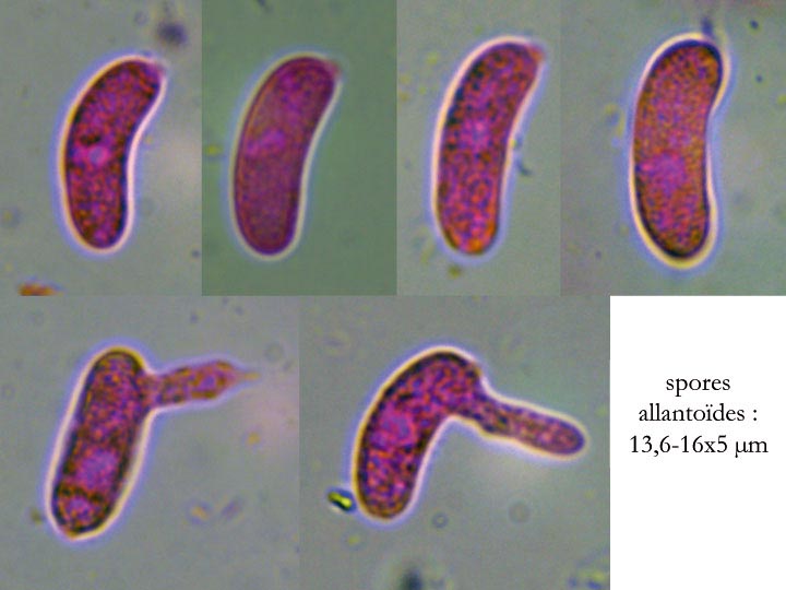 Heteroradulum deglubens (Eichleriella deglubens)