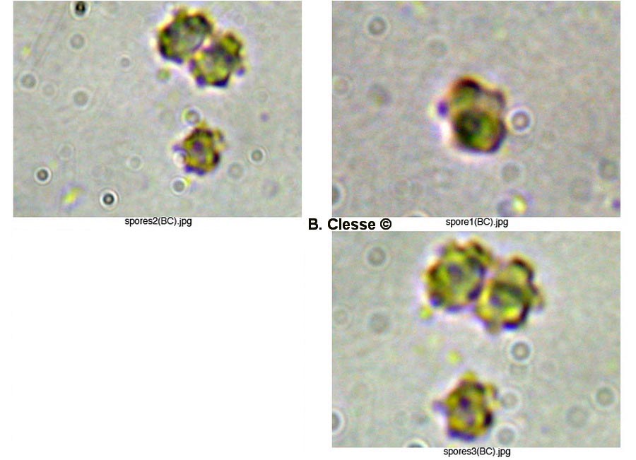 Hydnellum concrescens