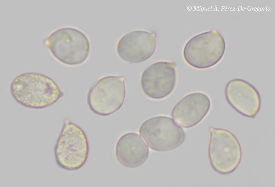 Hydnum ovoideosporum