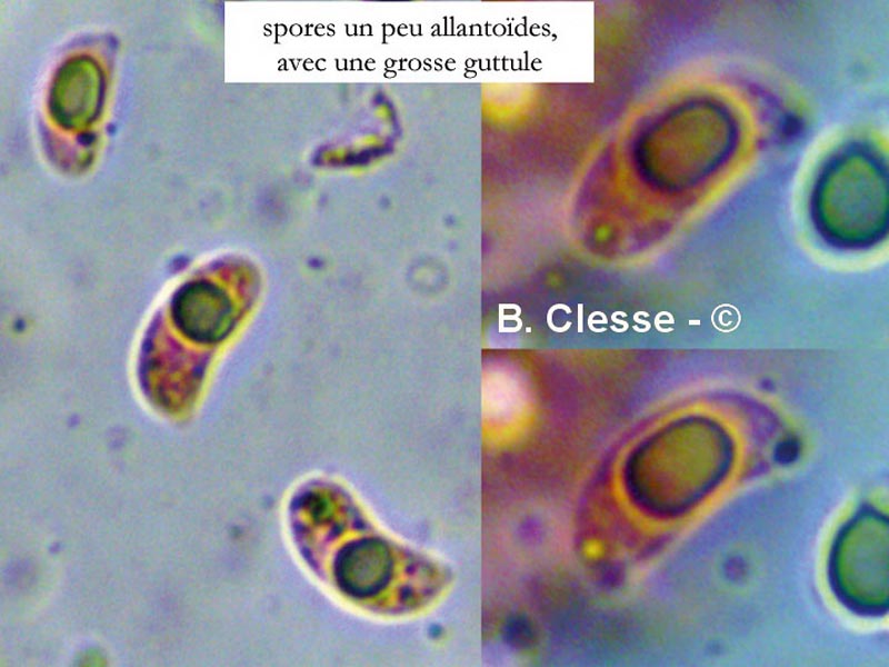 Hydropodia subalpina (Mycena subalpina)