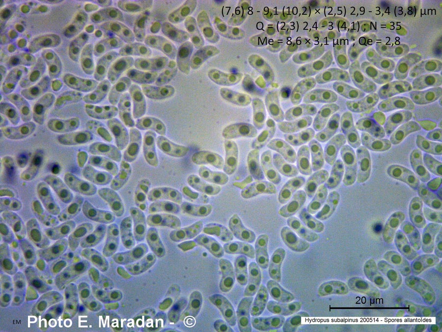 Hydropus subalpinus