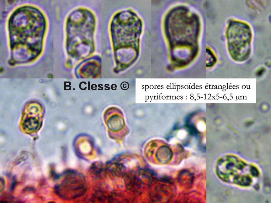 Hygrocybe mucronella